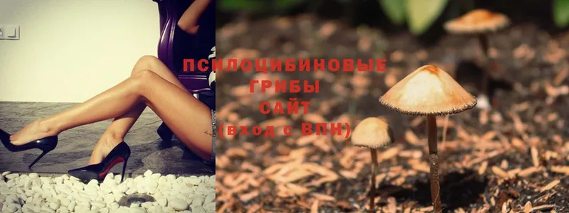 Псилоцибиновые грибы Psilocybine cubensis  Муром 